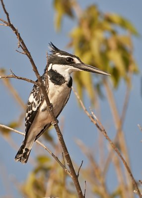 Pied Kingfisher-Chobe River