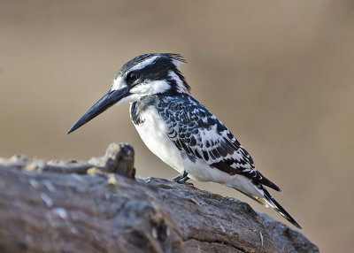 Pied Kingfisher-Chilwero