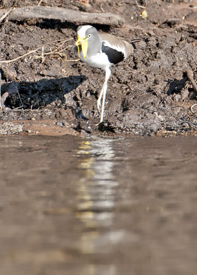 White-crowned LapwingPlover-Chobe River