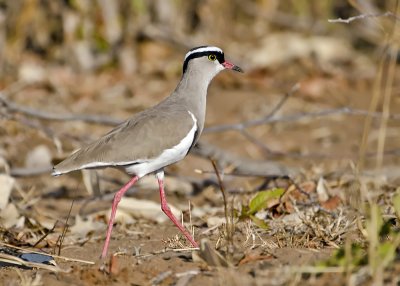 Crowned Lapwing Plover-Chilwero
