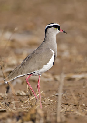 Crowned Lapwing Plover-Chilwero