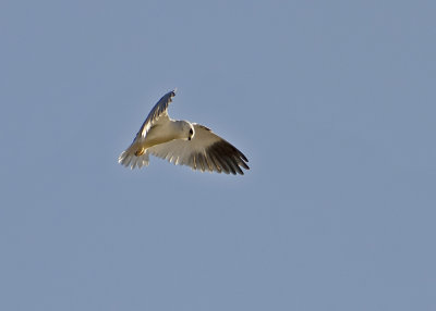 Black-shouldered Kite-Ongava