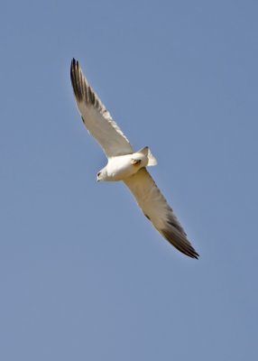Black-shouldered Kite-Ongava