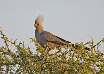 Grey Go-away-bird Lourie-Mombo