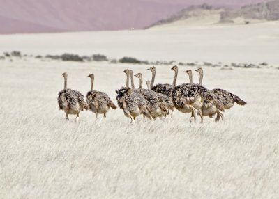 Ostrich-Kulala_Windhoek