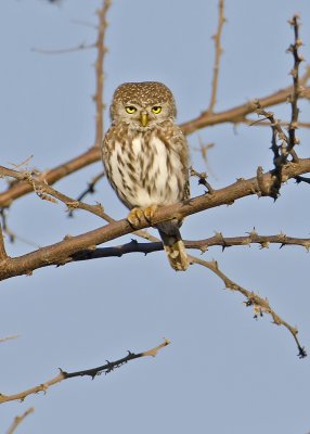 Pearl-spotted Owlet-Mombo