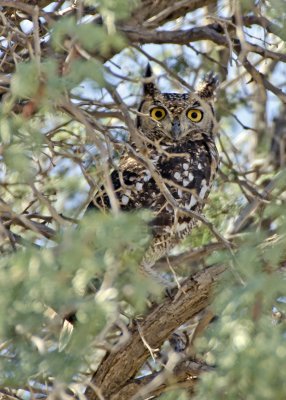 Eagle Owl-Kulala