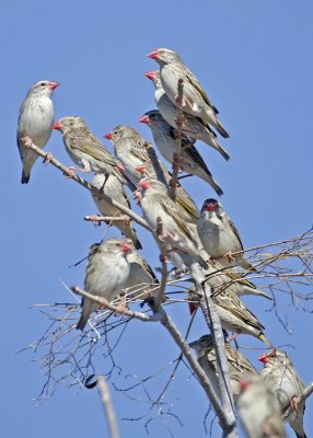 Red-billed Quelia-Ongava