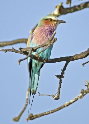 Lilac-breasted Roller-Chilwero