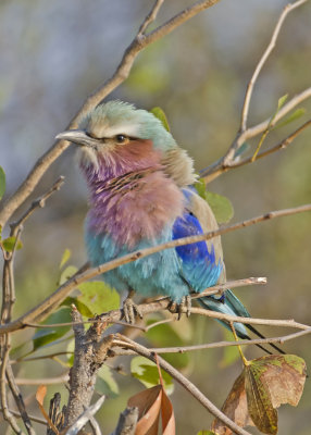 Lilac-breasted Roller-Kings Pool