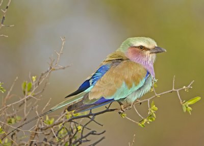 Lilac-breasted Roller-Kings Pool