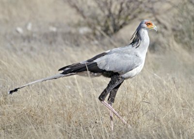 Secretary bird-Ongava