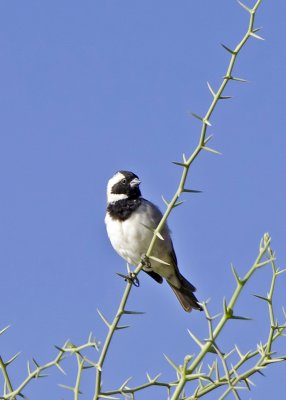 Cape Sparrow-Kulala
