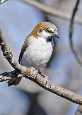 House Sparrow-Ongava