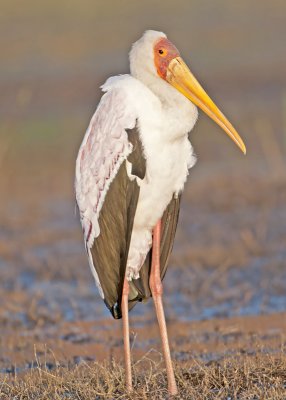 Yellow-billed Stork-Chobe River