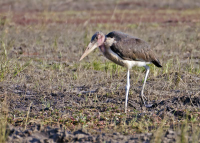 Marabou Stork-Chilwero