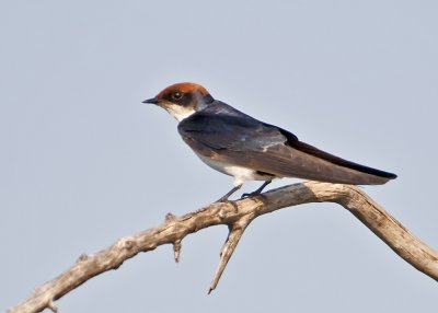Wire-tailed Swallow-Chobe River