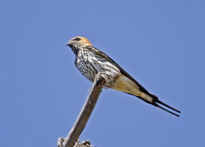 Lesser Striped Swallow-Vumbura