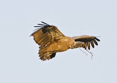 vultures_11