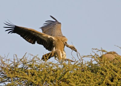 White-backed Vulture-Chilwero