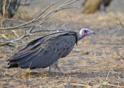 Lappet-faced Vulture-Chilwero