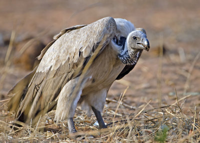 White-backed Vulture-Chilwero