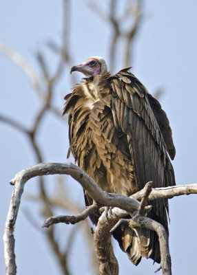Hooded Vulture-Kings Pool