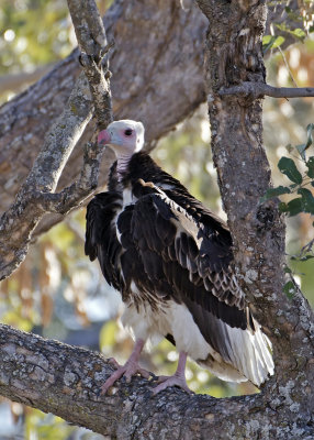 White-headed Vulture-Mombo