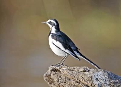 African Pied Wagtail-Chilwero