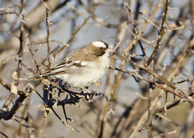 White-browed Sparrow Weaver-Ongava