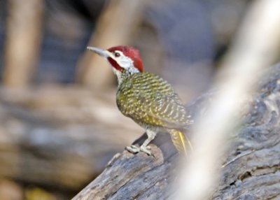 Cardinal Woodpecker-Kings Pool