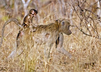 Baboon-Chobe River