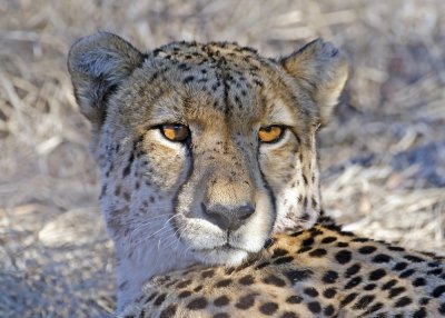 CheetahVumbura