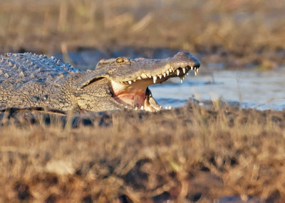 Crocodile-Chobe River