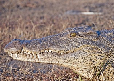 Crocodile-Chilwero