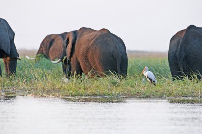 Elephant-Chobe River