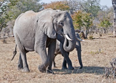 Elephant-Chilwero