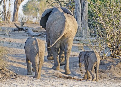 Elephant Family Outing-Chilwero