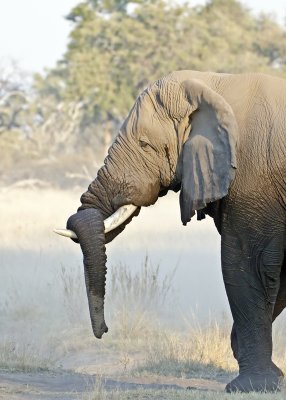 Elephant RestingTrunk-Kings Pool