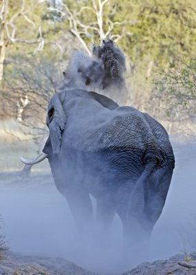 Elephant Dust Bath-Kings Pool