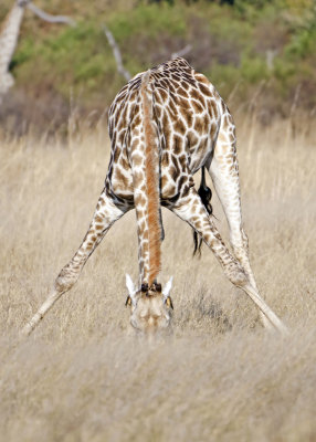 Drinking Giraffe-Vumbura