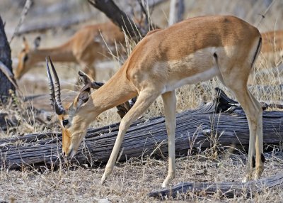 Impala-Kings Pool