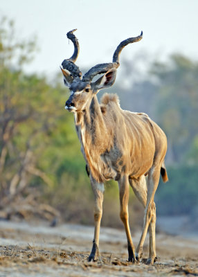 Kudu-Chilwero