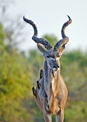 Kudu with Oxpeckers-Chilwero