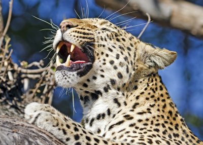 Leopard-Mombo