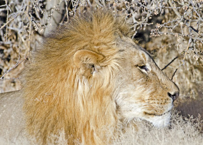 Lion-Ongava