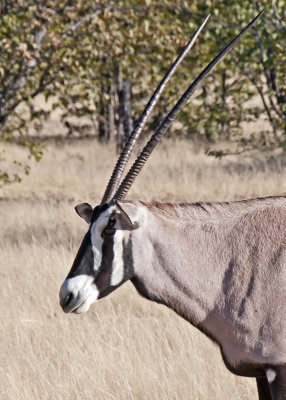 Oryx-Ongava