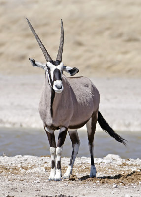 Oryx-Ongava