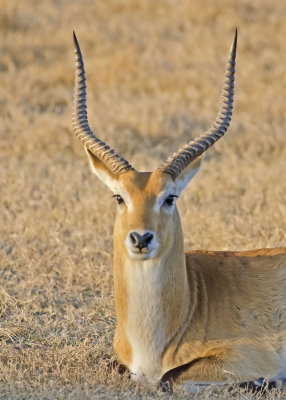 Red Lechwe-Mombo