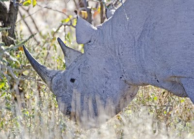 rhino_11
